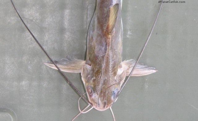 Mystus velifer