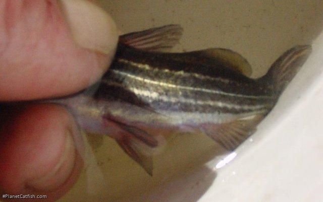 Mystus vittatus