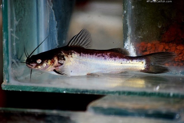 Mystus vittatus