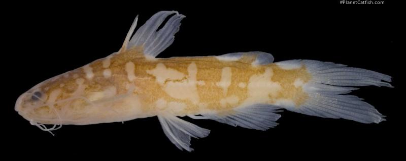 Nanobagrus armatus