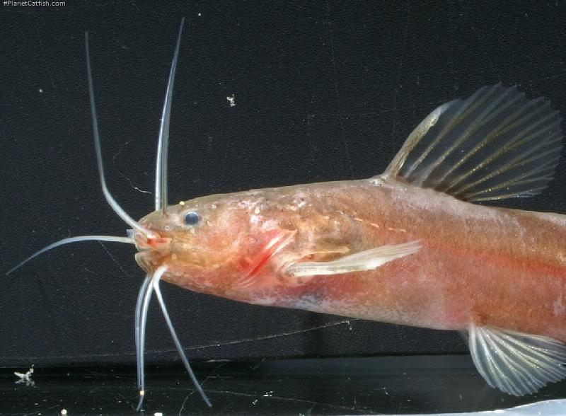 Nanobagrus immaculatus