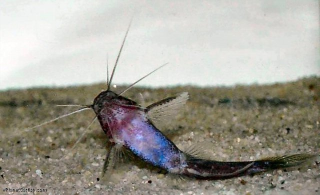 Nanobagrus stellatus