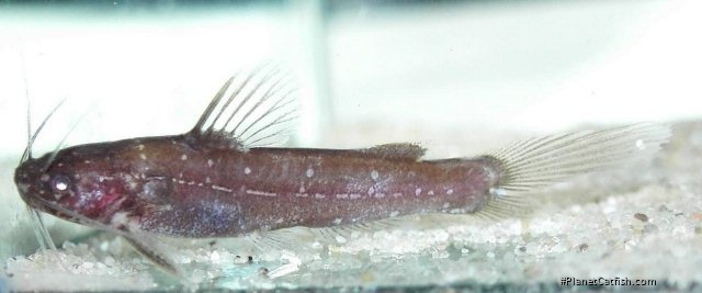 Nanobagrus stellatus
