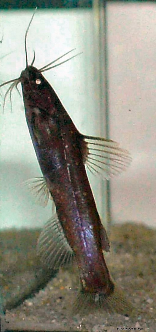 Nanobagrus stellatus