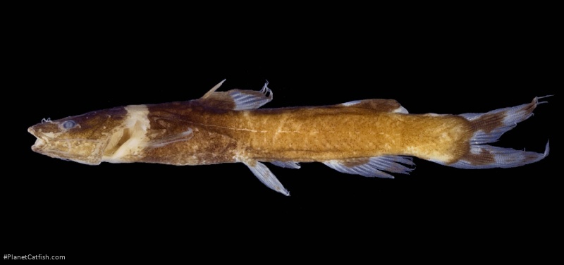 Nanobagrus torquatus