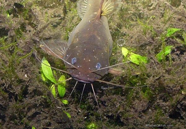 Pseudomystus breviceps