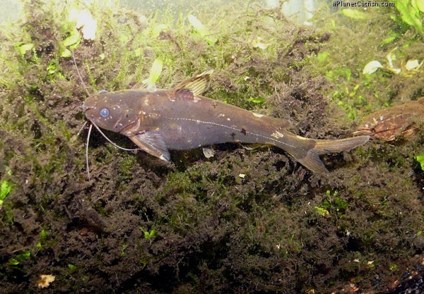 Pseudomystus cf. stenomus