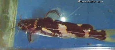 Pseudomystus flavipinnis