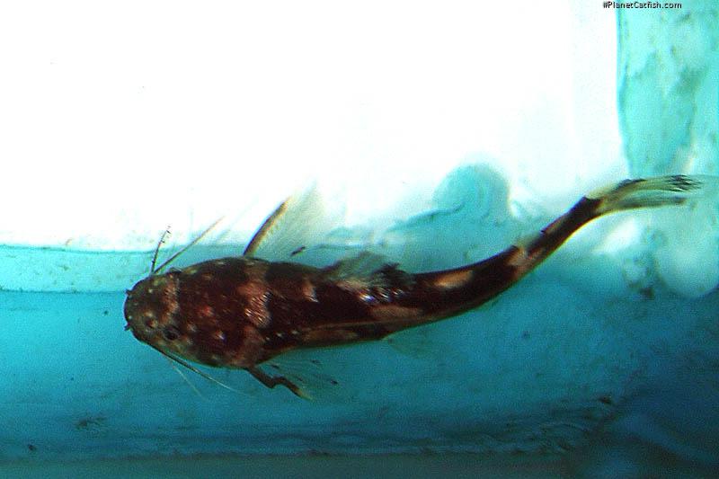 Pseudomystus heokhuii