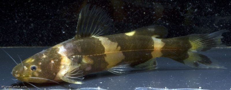Pseudomystus leiacanthus