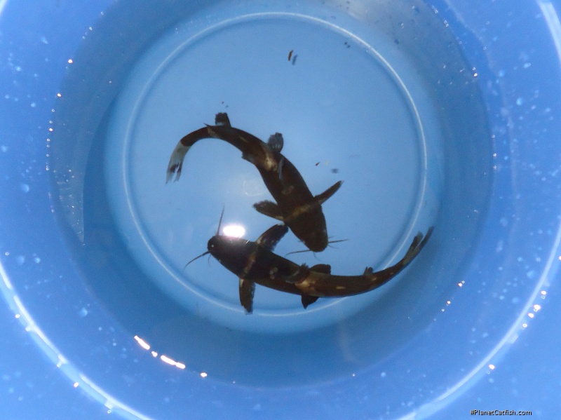 Pseudomystus siamensis