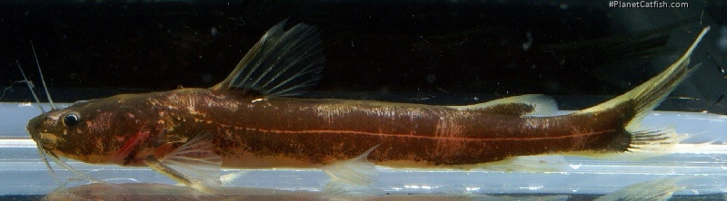 Pseudomystus stenogrammus