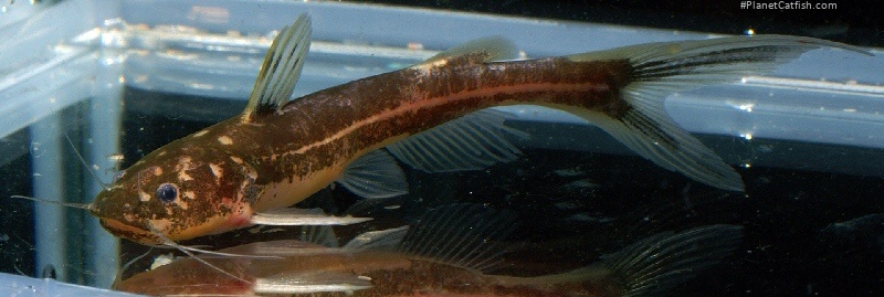 Pseudomystus stenogrammus