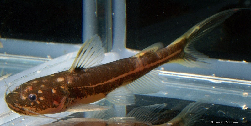 Pseudomystus stenogrammus