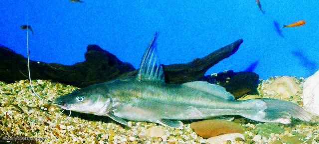 Sperata aor