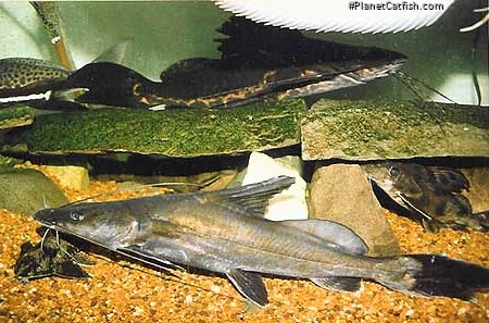 Sperata aor