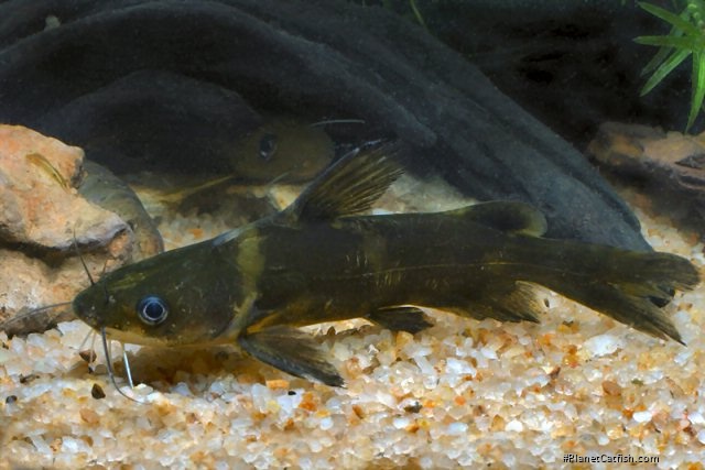 Tachysurus intermedius