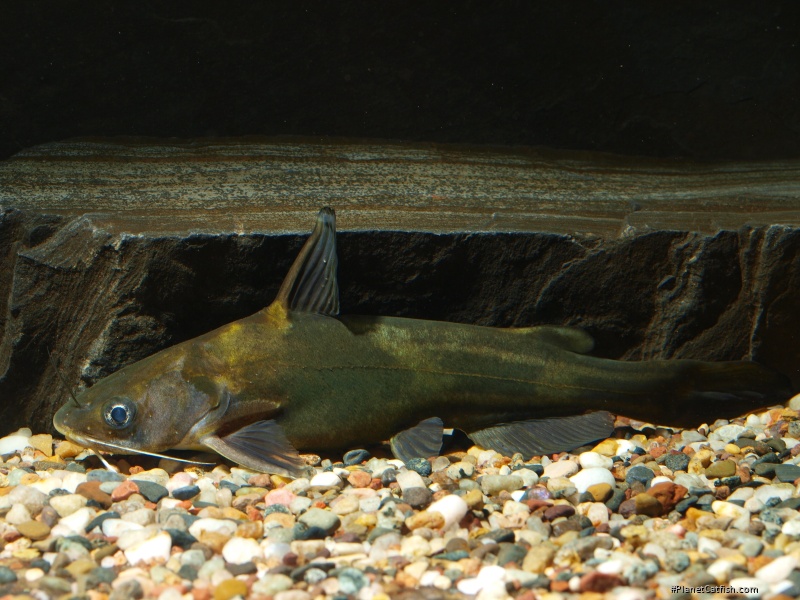 Tachysurus sinensis