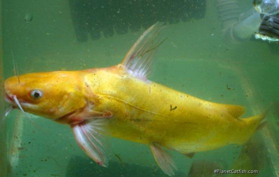 Tachysurus sinensis