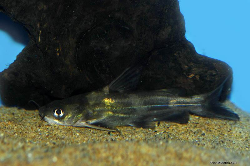 Tachysurus sinensis
