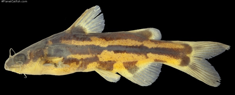 Tachysurus spilotus