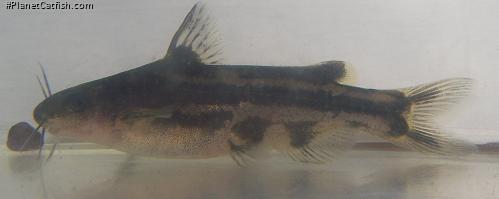 Tachysurus spilotus