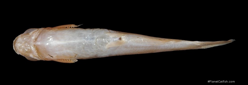 Tachysurus tokiensis