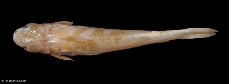 Tachysurus tokiensis