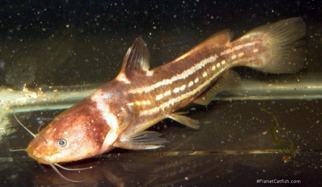 Tachysurus trilineatus