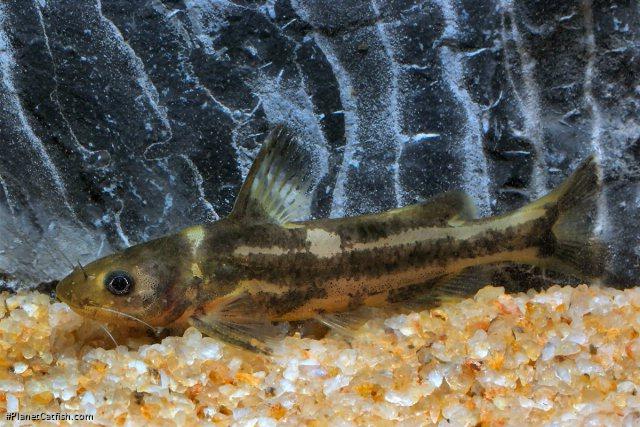 Tachysurus virgatus