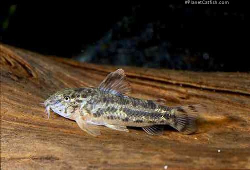 Aspidoras poecilus