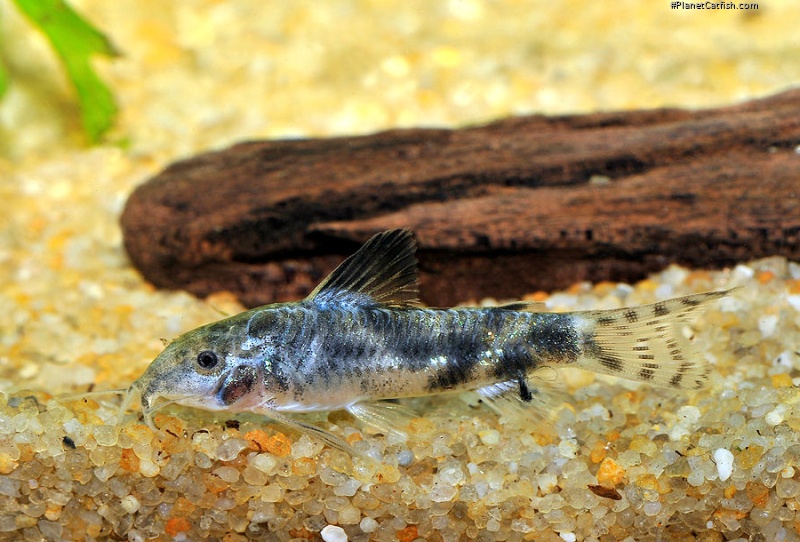 Aspidoras sp. (C035)