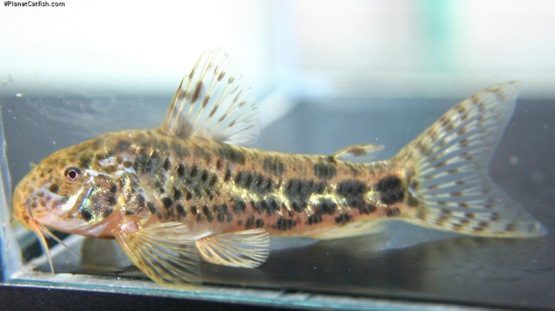 Aspidoras sp. (C118)