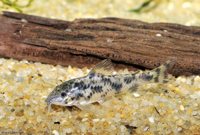 Aspidoras sp. (Cw052)