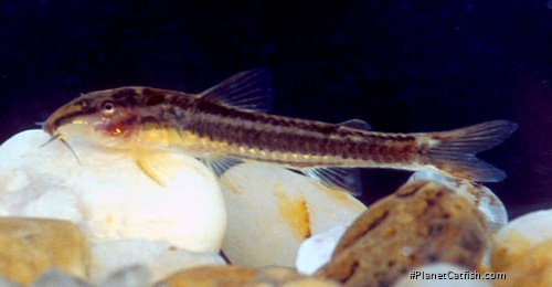 Aspidoras velites