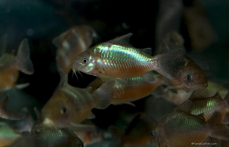 Brochis (sub-clade 2) pantanalensis