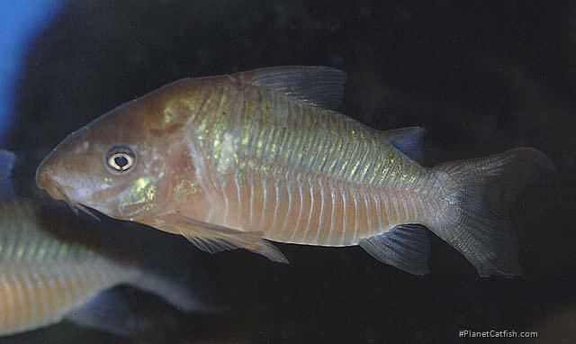 Brochis (sub-clade 2) pantanalensis