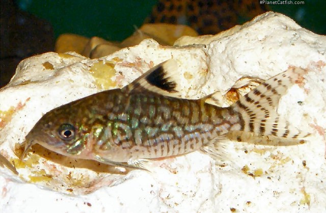 Brochis (sub-clade 2) reticulata