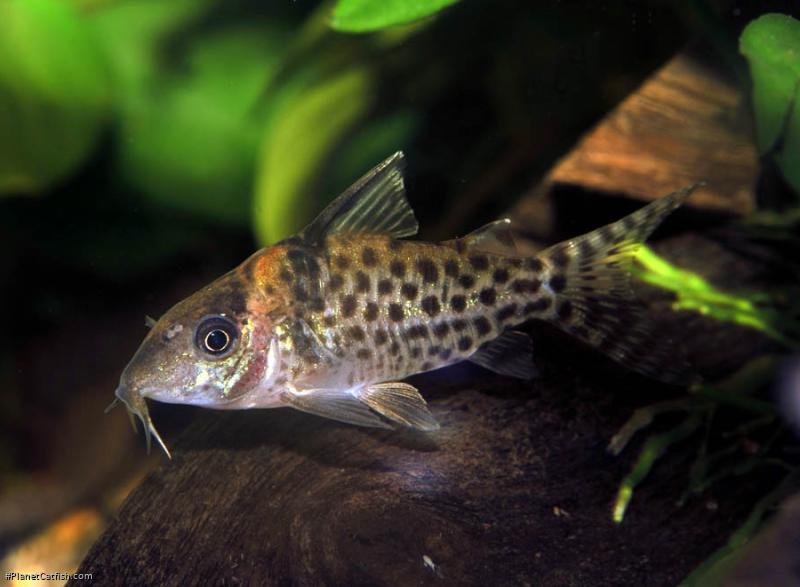 Brochis (sub-clade 3) agassizii