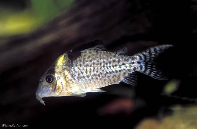 Brochis (sub-clade 3) agassizii