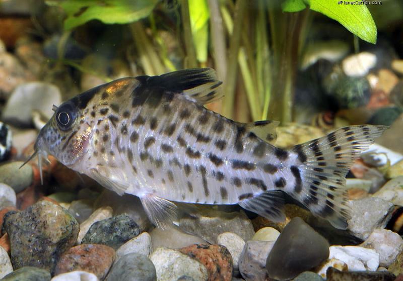 Brochis (sub-clade 3) agassizii