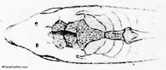 Brochis (sub-clade 3) agassizii