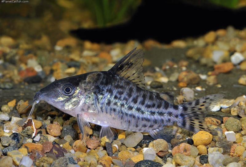 Brochis (sub-clade 3) ambiacus
