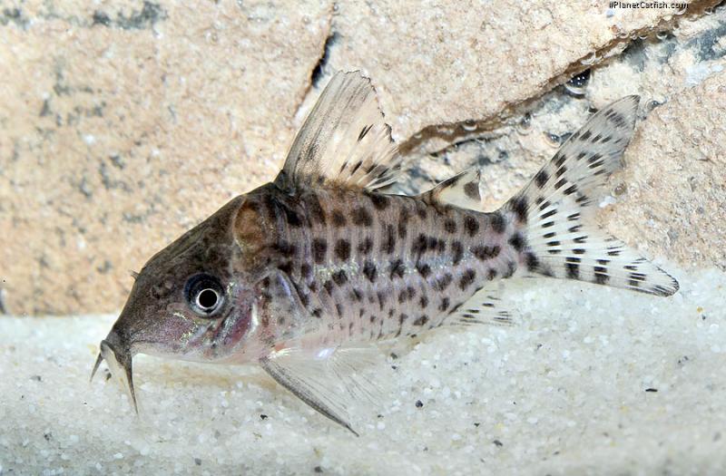 Brochis (sub-clade 3) ambiacus
