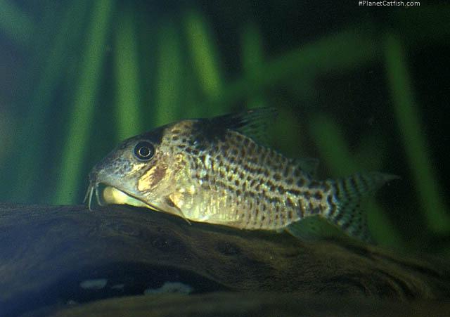 Brochis (sub-clade 3) ambiacus