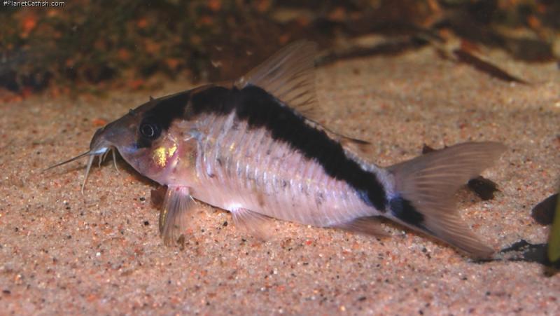 Brochis (sub-clade 3) bethanae
