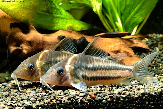 Brochis (sub-clade 3) bifasciata
