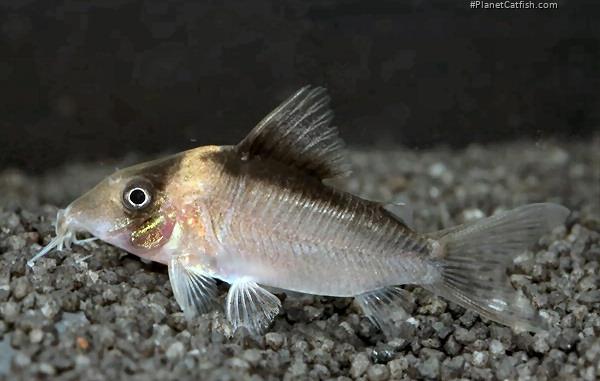 Brochis (sub-clade 3) cryptica