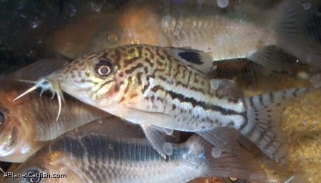 Brochis (sub-clade 3) leopardus