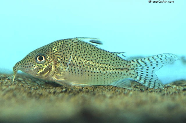 Brochis (sub-clade 3) leopardus